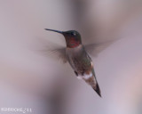 IMG_6893b.jpg