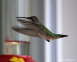 IMG_6977b.jpg