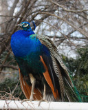 IMG_7899b.jpg