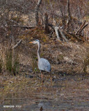 IMG_8443b.jpg