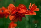 Natures Blossoms