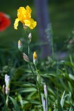 Natures Blossoms