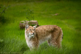 Gaia Zoo, Kerkrade