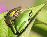 8-25 frogs 7834.jpg