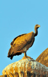 Watching Vulture - Long-billed Vulture (Gyps indicus) 