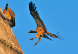 Landing -Long-billed Vulture (Gyps indicus) 