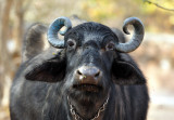 Water Buffalos (Bubalus bubalis) Portrait