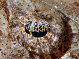 Crocodilefish eye