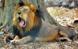 Indian Lion