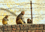 Not zoo...