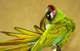 Parrot