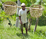 Rice field worker