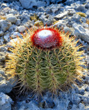 Cactus flower