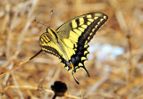 European Butterfly