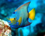 Queen Angelfish floating