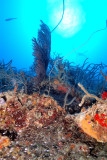 Backlight Seafan