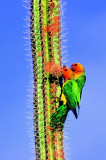Brown-Throated Parakeets eating. A. p. xanthogenia