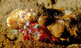 Eremit Crab