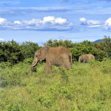 Elephant Mother and Son