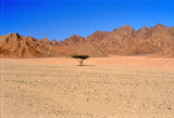 Lone Acacia, on Sinai