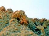 Wild Mountain Goats, Capra Ibex
