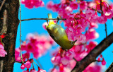 Upside Down Mejiro Bird on Sakura