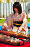 Traditional Koto Player