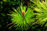 PineFlowerP.jpg