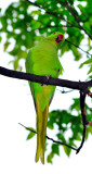 Parrots in Japan, not natural, must be invading pests...