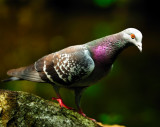 The Pidgeons Eye