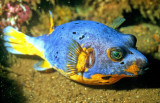 Blackspotted Pufferfish