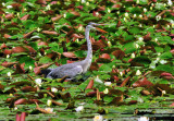 Grey Heron on Nenufar Lake