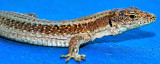 Lagartixa
