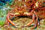 Atlantic Arrow Crab