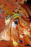 Lion Fish Portrait