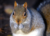 Grey Squirrel Eating