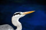 Maldives Grey Heron