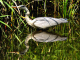 Heron and Reflection