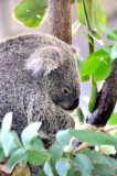 Really Cute Koala