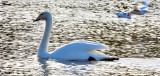 The Swan...