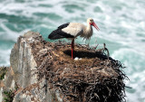 The Sea Storck