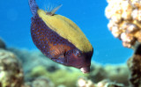 Difficult Blue Boxfish