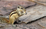 Chipmunk of the Temples