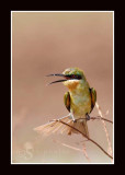Bee Eater .jpg