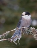 Mesangeai du Canada / Gray Jay