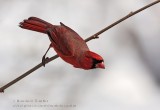 Cardinal rouge / Northern Cardinal