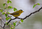 Paruline  calotte noire / Wilsons Warbler