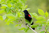 Carouge à épaulettes / Red-winged Blackbird