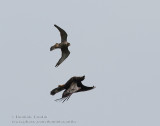 Faucon Pèlerin & Pygargue à tête blanche / Peregrine Falcon & Bald Eagle
