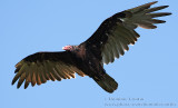 Urubu à tête rouge  /  Turkey Vulture